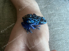 Bioactive frog tank