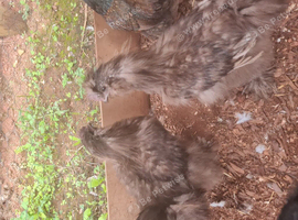 Silkie Cockerell