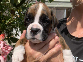 Boxer puppies  KC REG  boys
