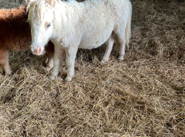Palomino Shetland filly foal