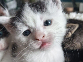 4 kittens needing good homes