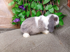 Mini lop