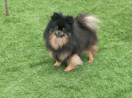 Black and tan female pom