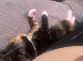 9 week old female kitten