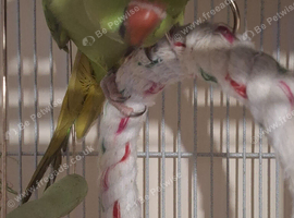 Unsexed Indian Ringneck 6 months old.
