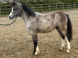 Welsh a type filly