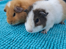 Young Female Guinea Pigs looking for their forever homes (various breeds)