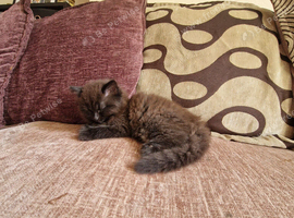 Beautiful BSH x Bengal