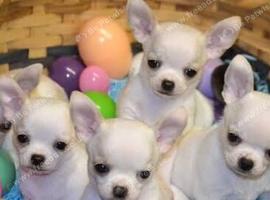 Puppies for sale