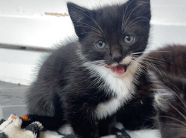 Male kitten ready to go