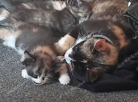 Kittens for sale