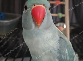 Indian ring neck for sale