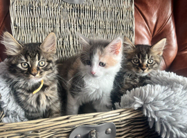 Ragamuffin x Maine Coon Kittens For Sale