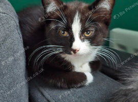 Beautiful 14 week old female kitten