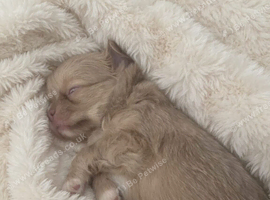 Chihuahua pups for sale