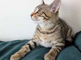 Super child friendly Bengal kittens boy and girl
