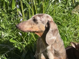 male miniature dachshund dappled