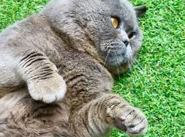 Kitten