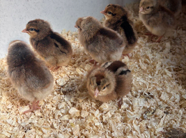 Cream crested legbars