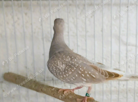 Dimond Doves available 2026 closed rings
