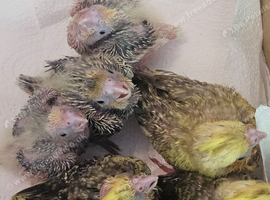 Baby cockatiels
