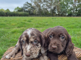 Cocker spaniel puppies