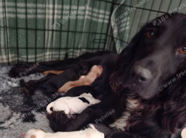 7 adorable Sprocker Puppies