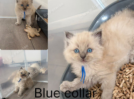 3 left ragdoll kittens