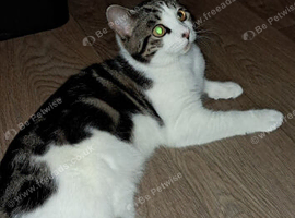 Cat for rehoming