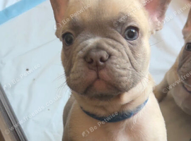 Meet Blue, our handsome French Bulldog boy!