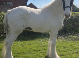 2 year old 15h gelding