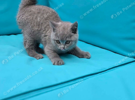 Beautiful British shorthair kittens
