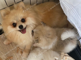 SNOW WIHTE POMERANIAN FOR SALE