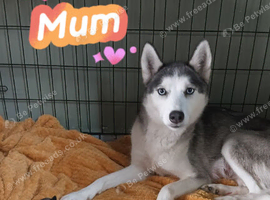 Pure breed siberian husky puppys