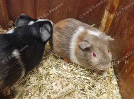 Baby guinea pigs and cage