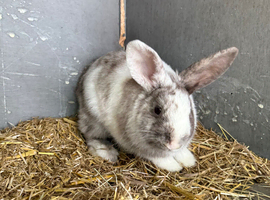 Violet 4 month old mini lop