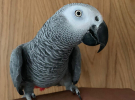 Tame and talkative African grey parrot