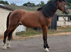 To make 15.2h 2yrs Welsh d gelding.