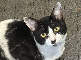 Male black and white cat urgently re-homing!