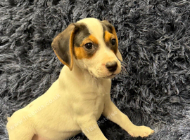 Beautiful jack Russell/Beagle pups waiting for their forever homes