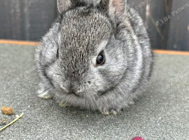 Netherland x lionheads