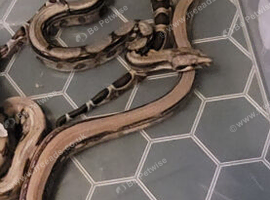 Baby boas