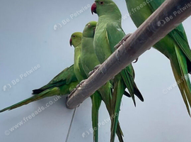 Ringnecks for sale
