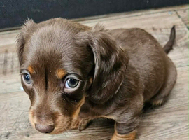 6 beautiful miniature dachshunds