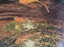 Longfin super red bristlenose