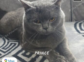 British short hair blue male