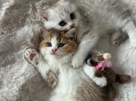 Gorgeous Bi Coloured Kittens Males
