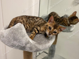 Stunning Brown Bengal Kittens (16 Weeks) &ndash; Quick Sale Due to Home Renovations