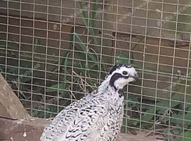 Pair of quail