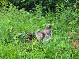 Silkie Cockerel, free to good home.